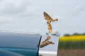 1976 Rolls-Royce Silver Shadow I - 54
